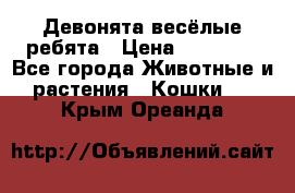 Девонята весёлые ребята › Цена ­ 25 000 - Все города Животные и растения » Кошки   . Крым,Ореанда